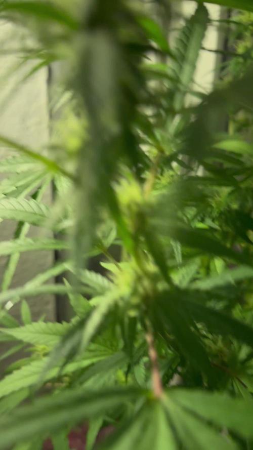 Outdoor Balcony Grow