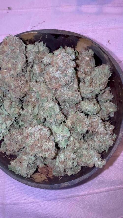 DWC Pineapple Kush (first try)