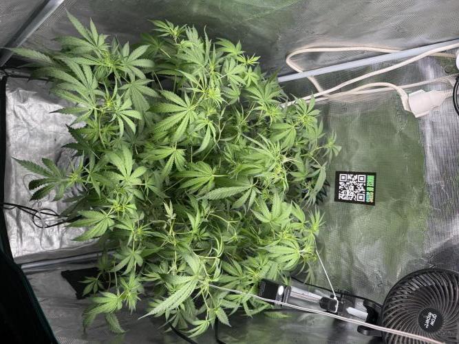 First Time DWC Pineapple Kush Grow. Week 3
