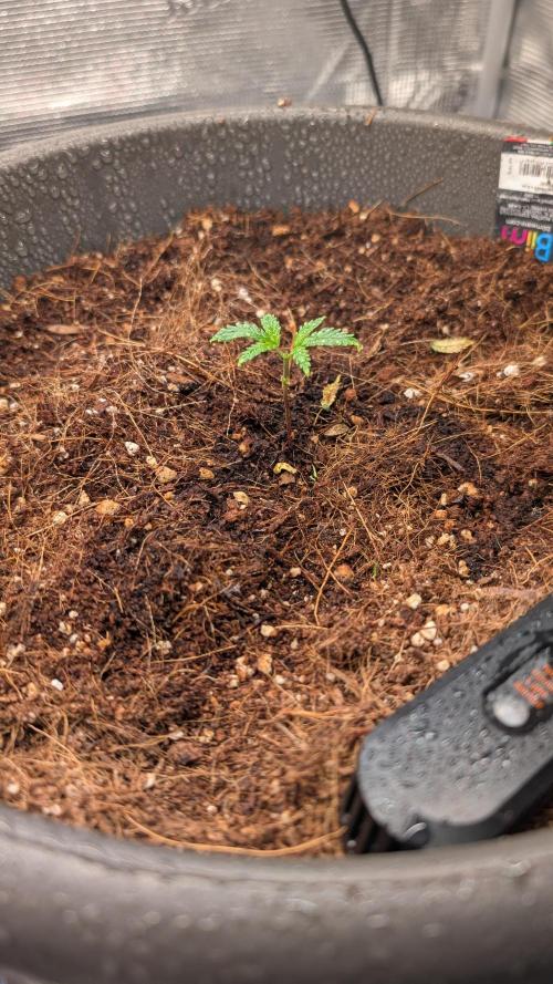 second run. Week 3 - i triemmed the lower fucked leaves and did the first topping in the last day 3 
