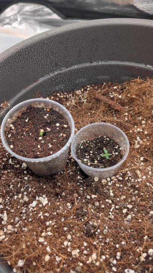 second run 2.1. Week 0 - Pineapple Express