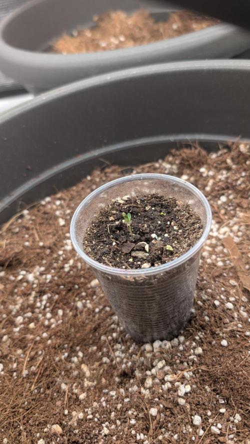 second run 2.1. Week 0 - Pineapple Express