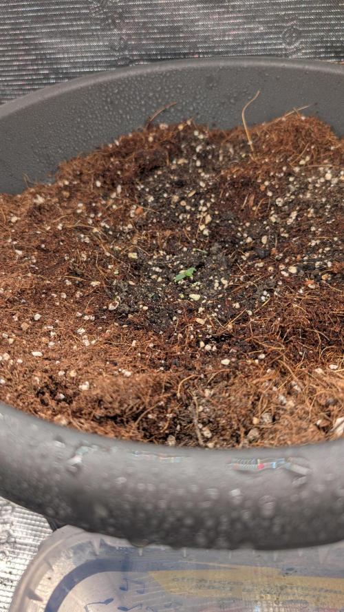 second run 2.1. Week 0 - Pineapple Express after being planted