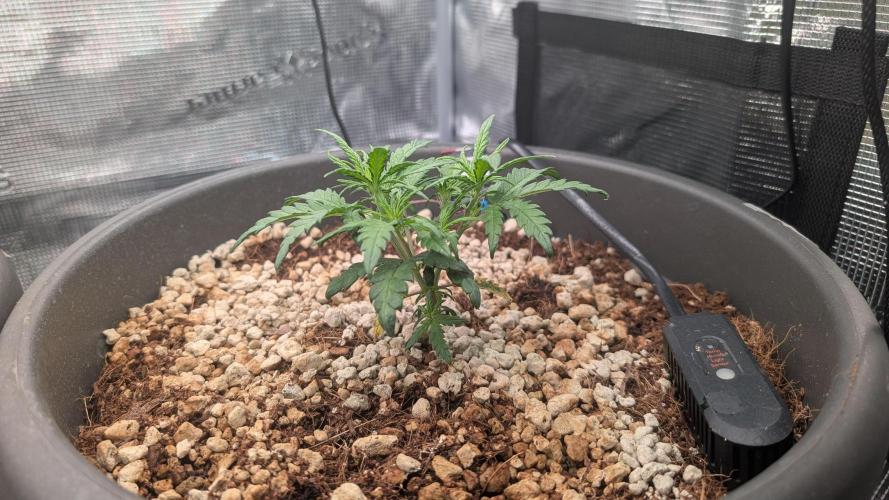 second run. Week 5 - kong cookies monday