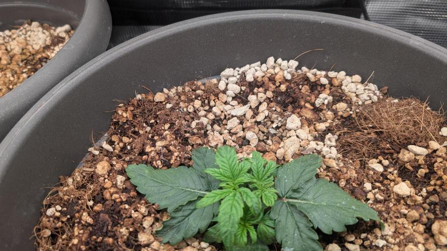 second run. Week 5 - pineapple f1 monday