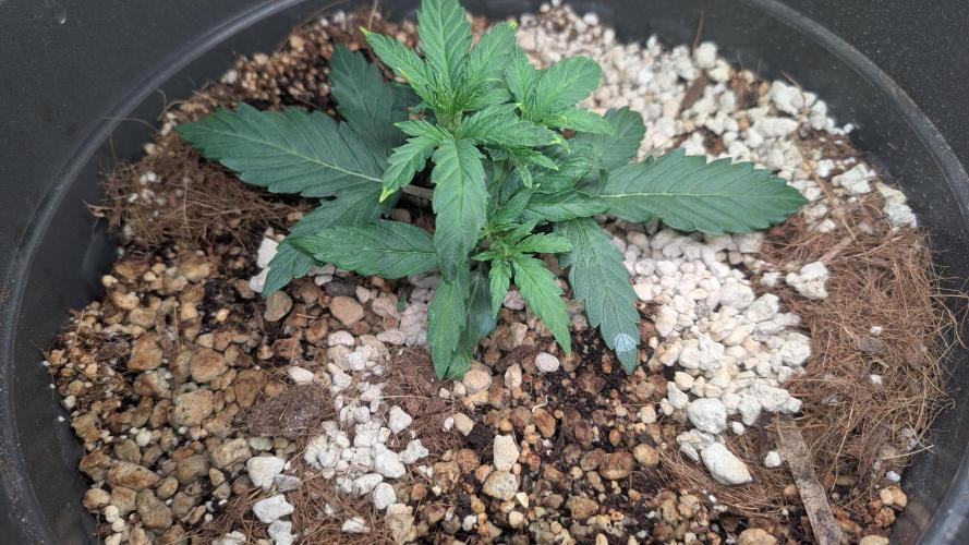 second run. Week 5 - pineapple f1 monday