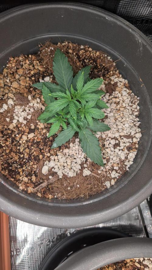 second run. Week 5 - pineapple f1 monday