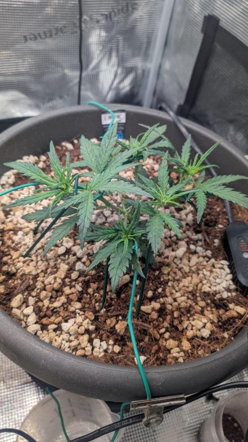 second run. Week 5 - kong cookies friday, with LST it started having more than 4 branches