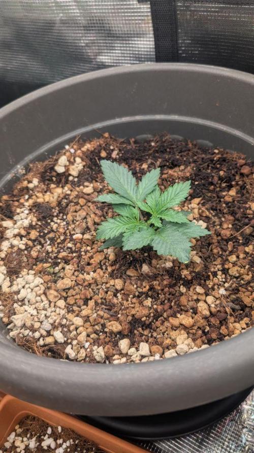 second run. Week 5 - black runts got pruned friday