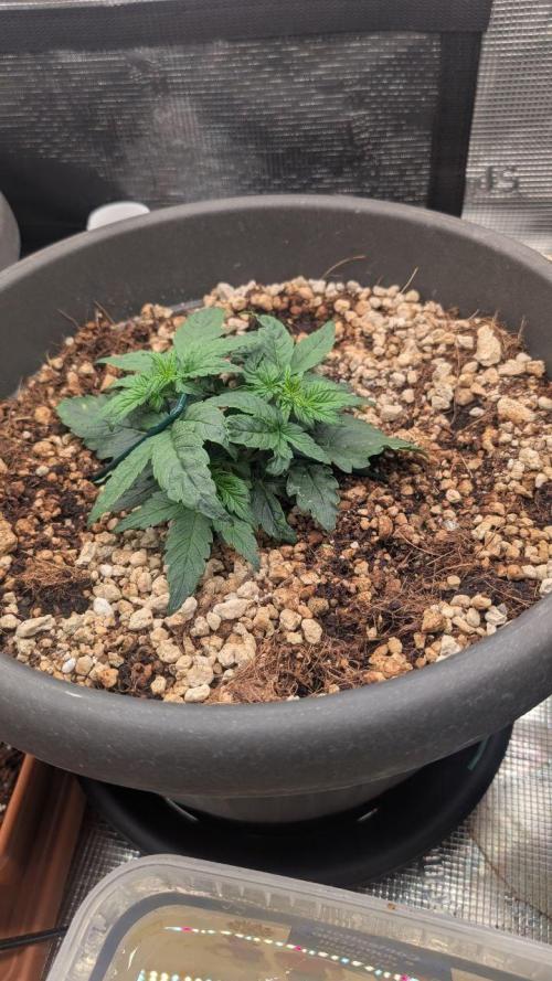 second run. Week 5 - pineapple f1 being still a dwar on friday 