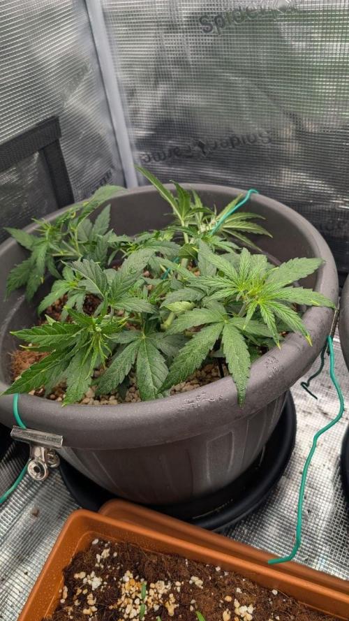second run. Week 6 - pineapple express f1