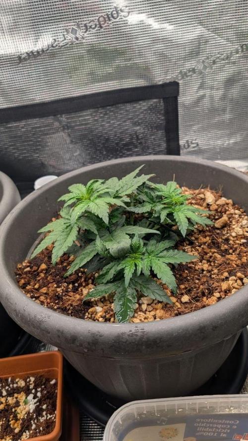 second run. Week 6 - pineapple express f1