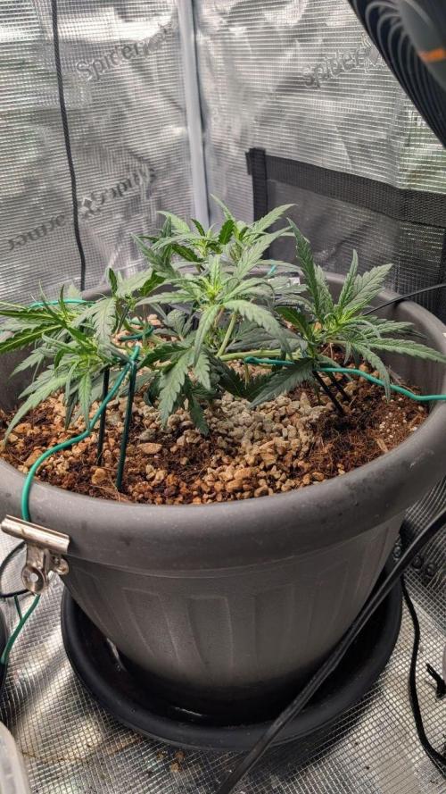 second run. Week 6 - gorilla cookie