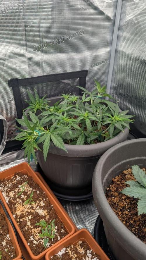second run 2.1. Week 4 - pineapple f1