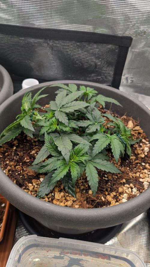second run 2.1. Week 4 - pineapple f1