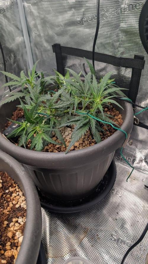second run 2.1. Week 4 - kong cookie