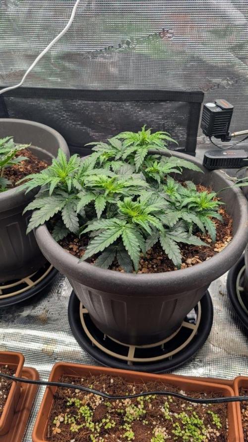 second run 2.1. Week 5 - pineapple f1 started to flower maybe