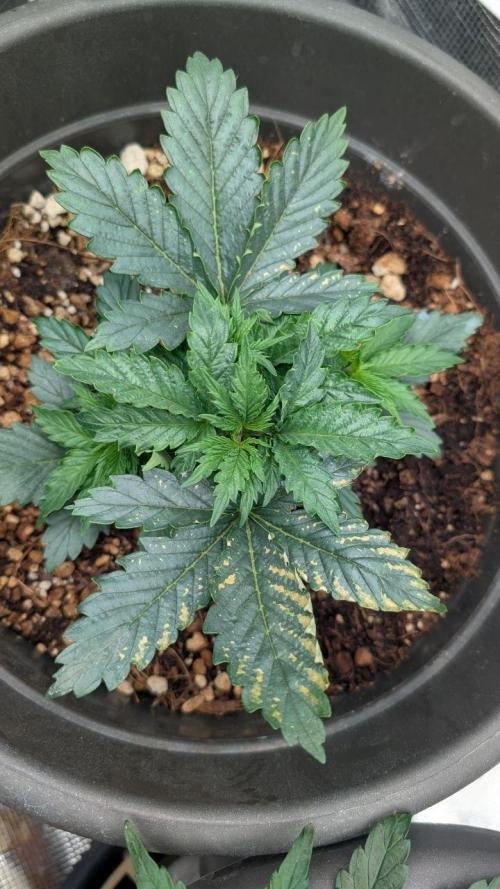 second run 2.1. Week 5 - black runtz is in vegetative ofc