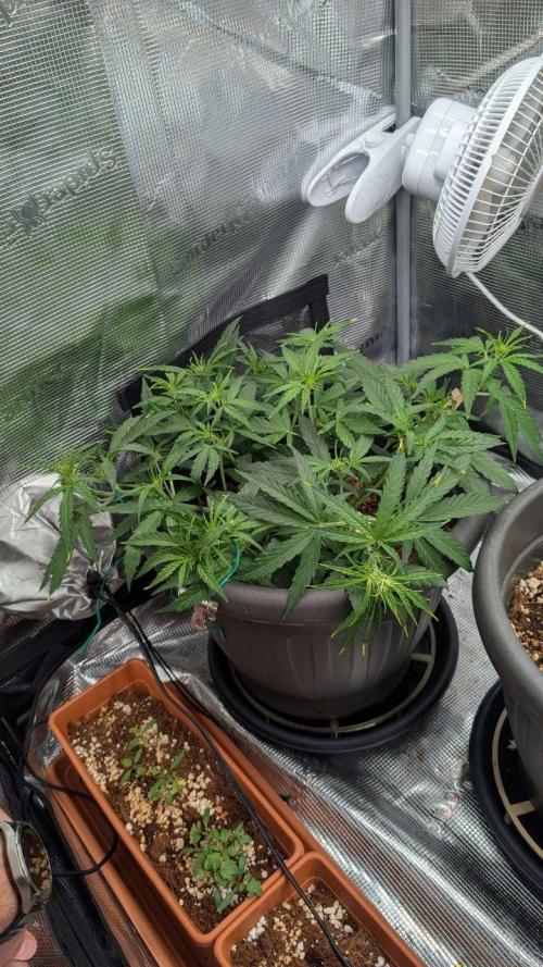 second run 2.1. Week 5 - pineapple f1