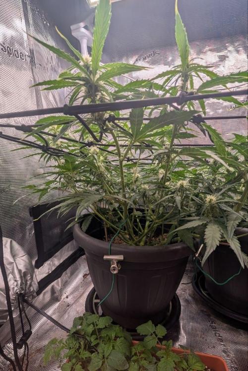 second run 2.1. Week 6 - pineapple f1 auto 1