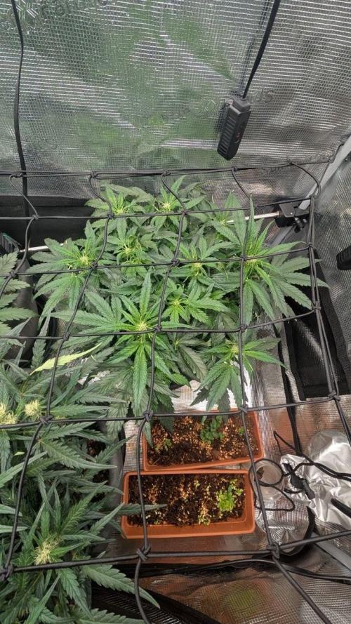 second run 2.1. Week 6 - pineapple f1 auto 2