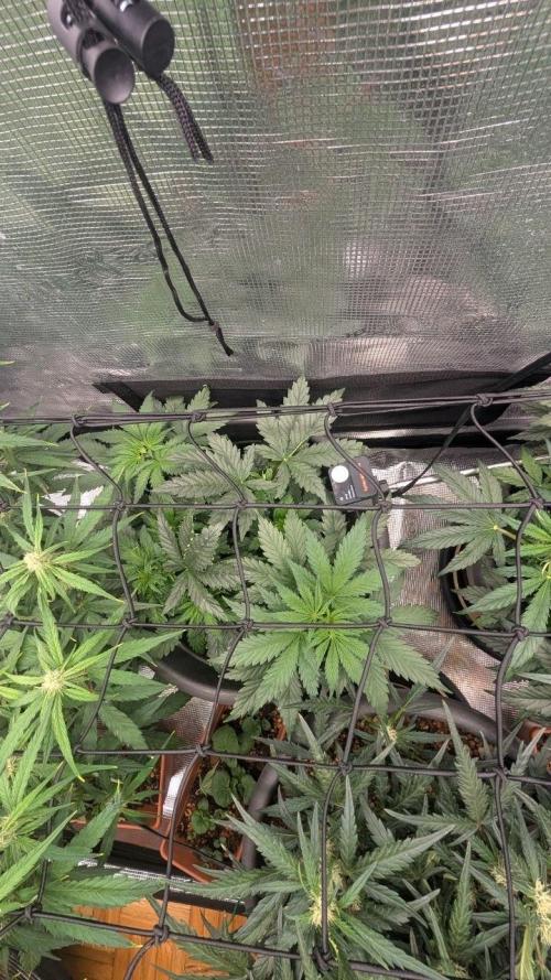 second run 2.1. Week 6 - black runtz fem
