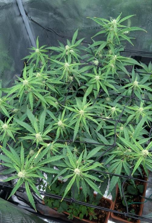 second run 2.1. Week 6 - pineapple f1 auto 1