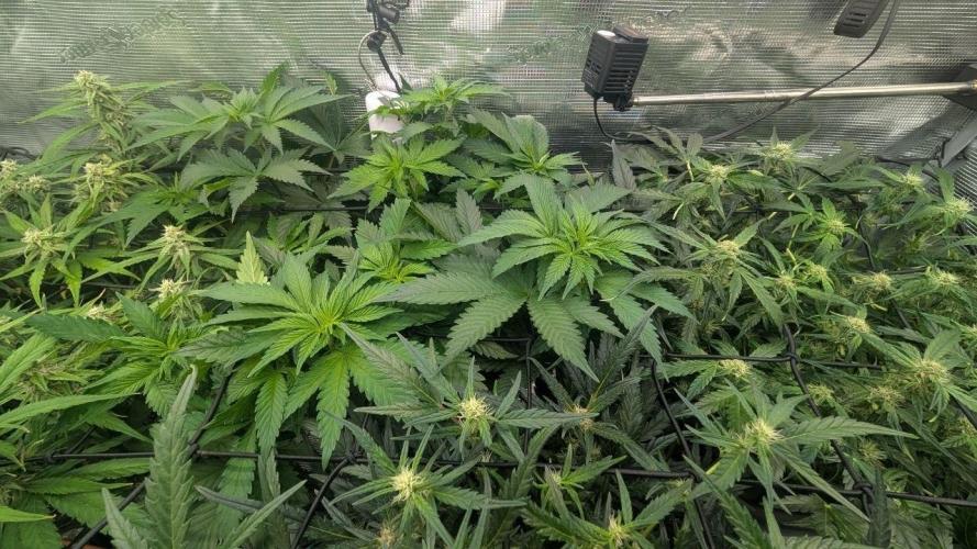 second run. Week 8 - BLACK RUNTS FEM