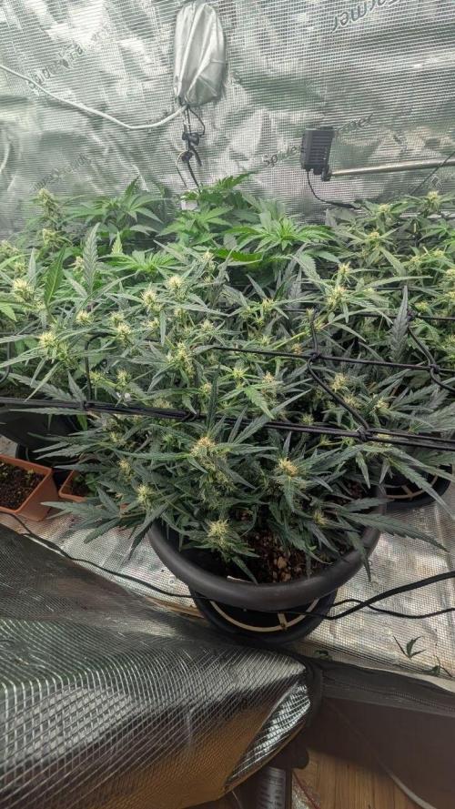 second run. Week 8 - COOKIE KONG AUTO