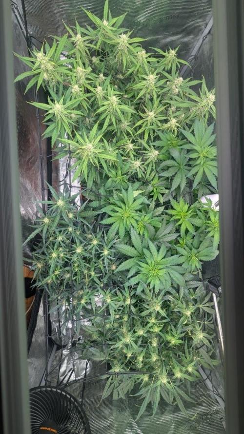 second run. Week 8