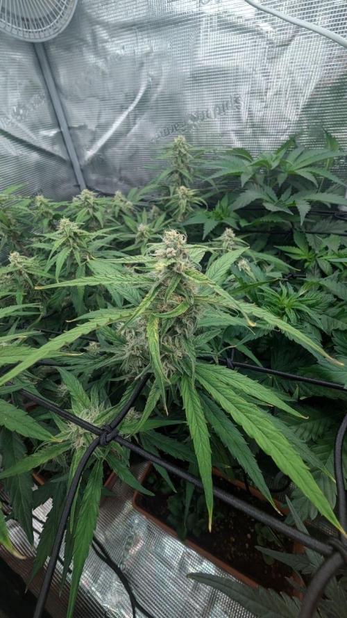 second run. Week 8 - PINEAPPLE EXPRESS F1
