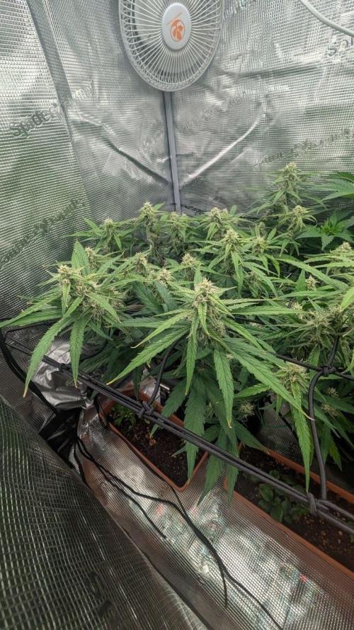 second run. Week 8 - PINEAPPLE EXPRESS F1