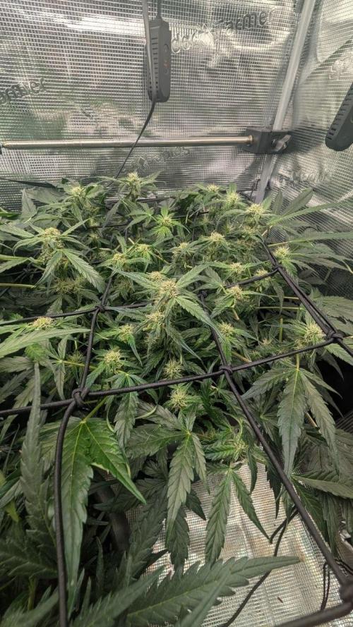 second run. Week 8 - PINEAPPLE EXPRESS F1