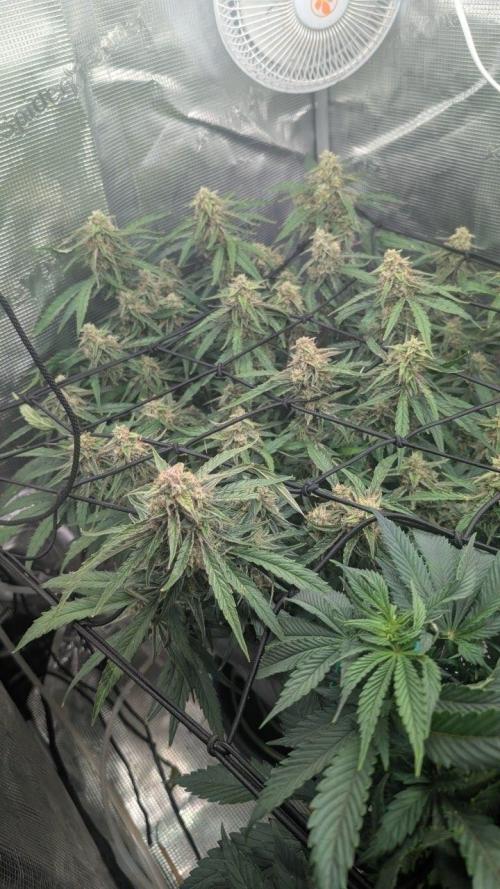 second run. Week 9 - pineapple express prime