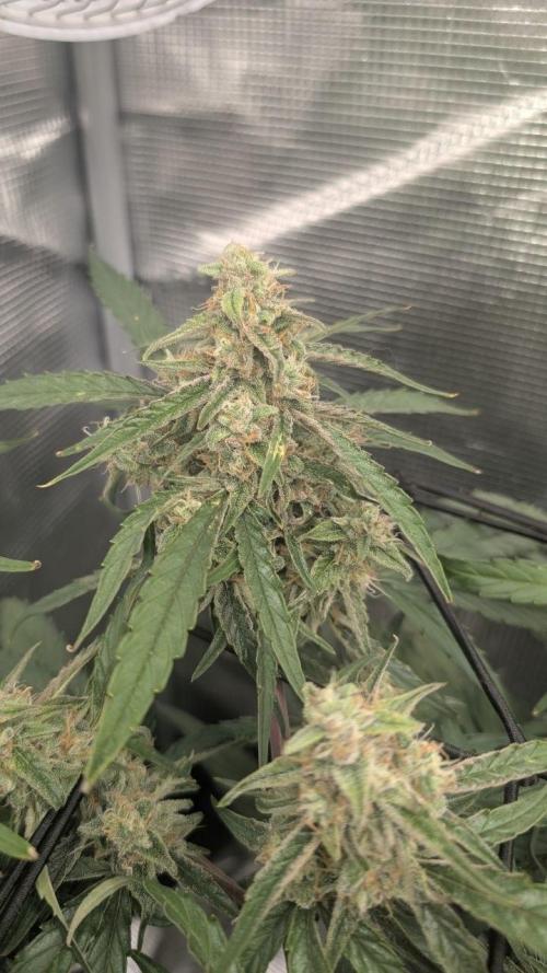 second run. Week 9 - pineapple express prime