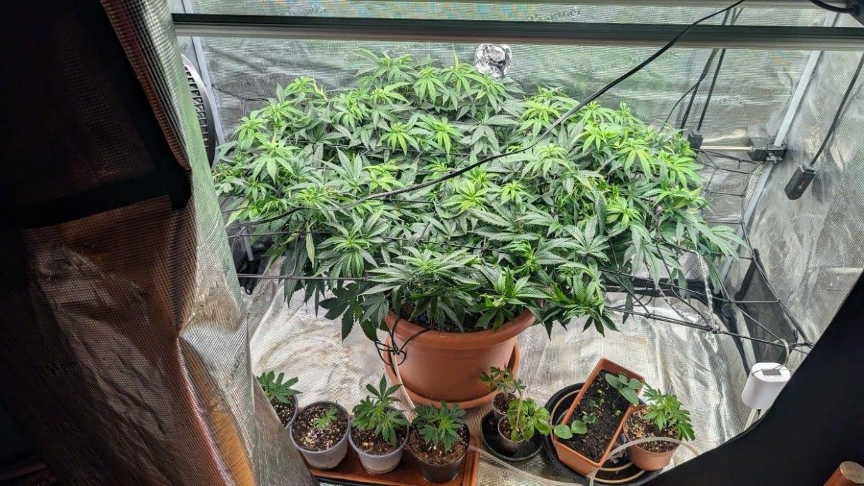 second run 2.1. Week 12 - humangus
