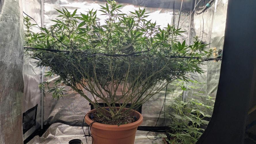 second run 2.1. Week 13 - black tree runtz feminized