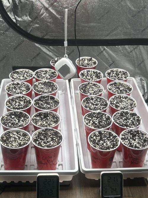 FIRST GROW 2026. Week 0