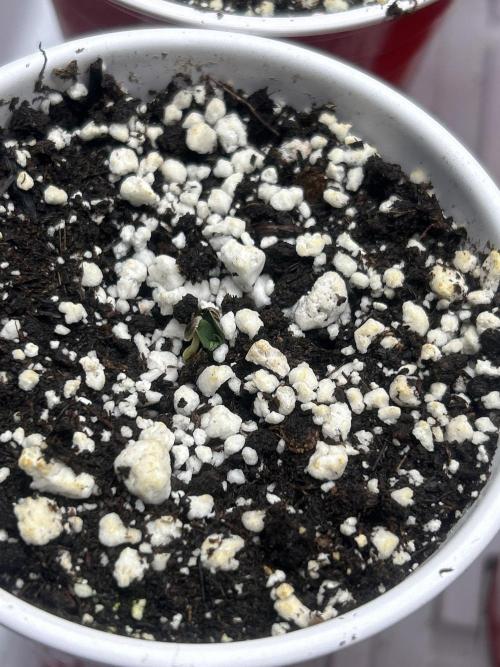 FIRST GROW 2026. Week 0 - Fastbuds-Blueberry Auto