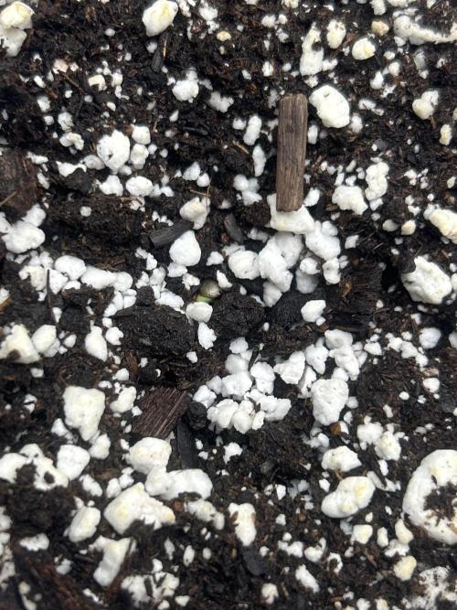 FIRST GROW 2026. Week 0 - Fastbuds-Blueberry Auto