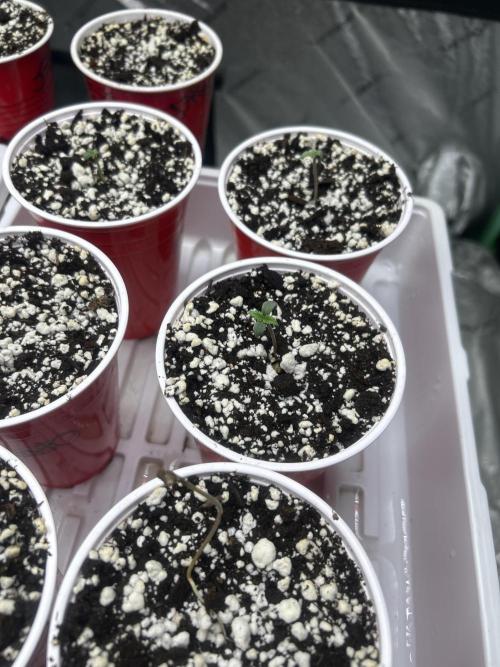 FIRST GROW 2026. Week 0 - Seedsman-Critical Purple Kush, Randoms.