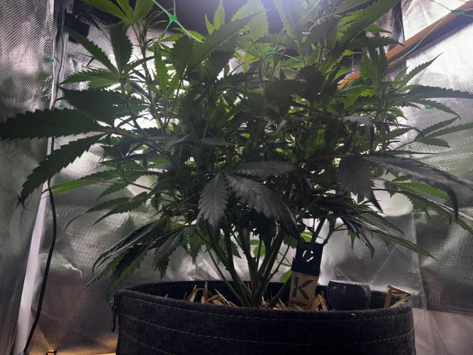 Bananaconda #4. Week 6