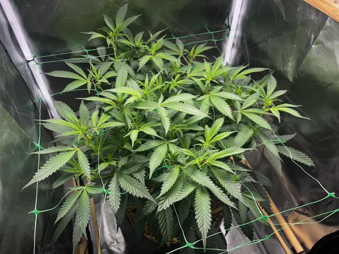 Bananaconda #4. Week 6