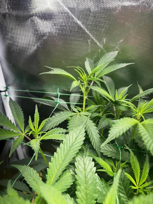 Bananaconda #4. Week 6