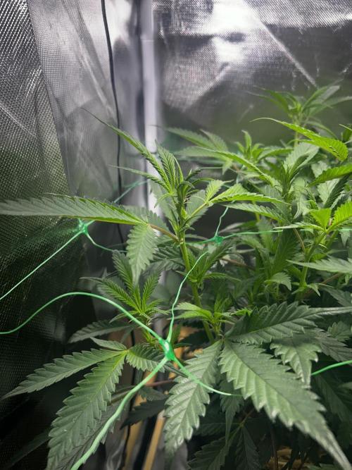 Bananaconda #4. Week 6