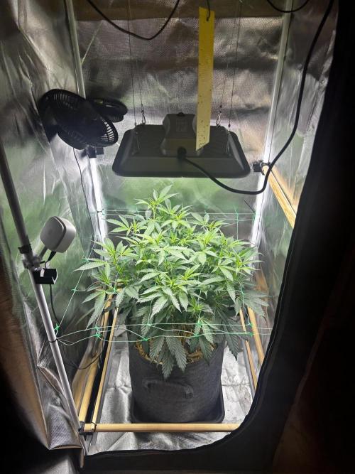 Bananaconda #4. Week 6