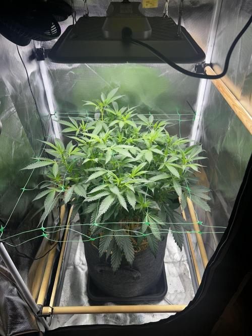 Bananaconda #4. Week 6
