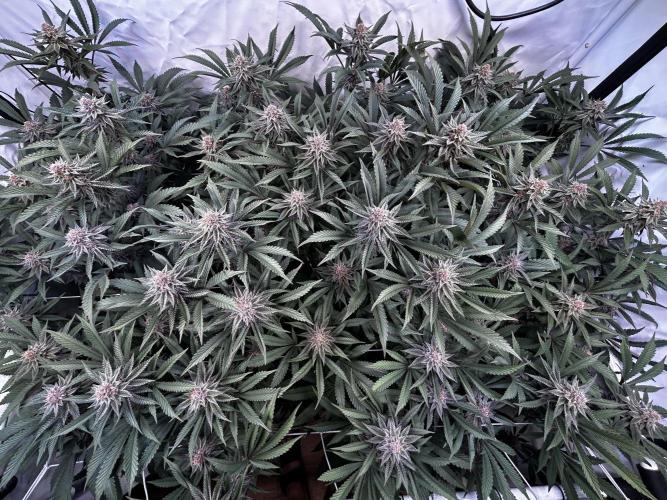 Super Buff Cherry #26 - no-till. Week 10