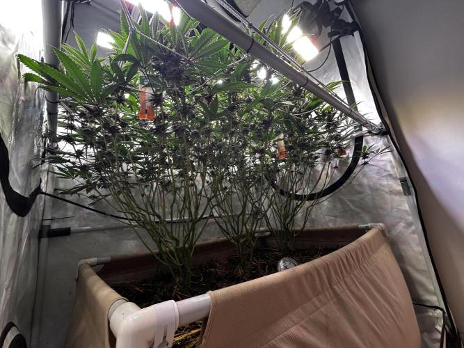 Super Buff Cherry #26 - no-till. Week 10