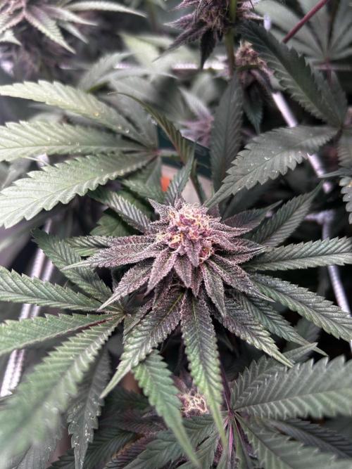 Super Buff Cherry #26 - no-till. Week 10